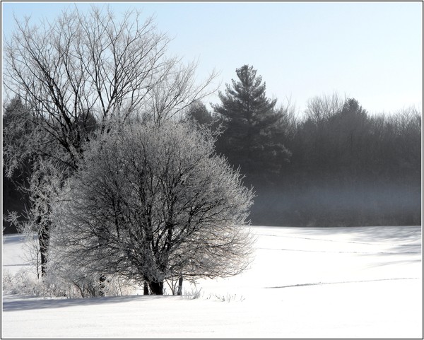 Frosty Morning