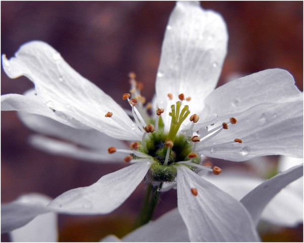 Springs First Blossom
