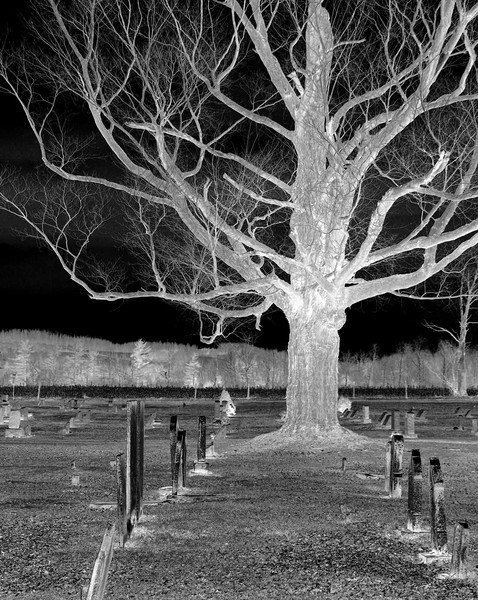 Tree of the Dead