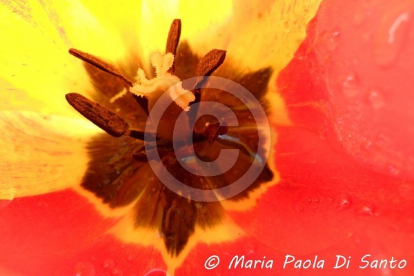 Fiery meeting