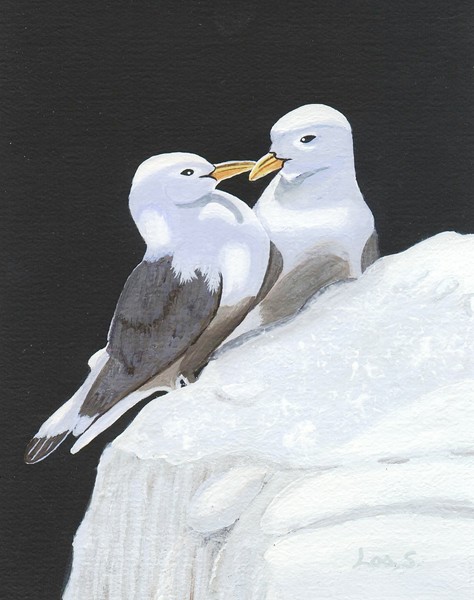 Sea Gulls