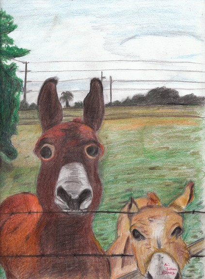 Donkeys/Color Pencil/2012