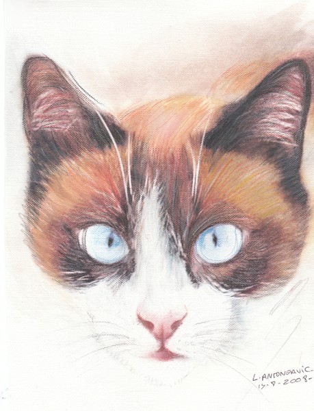 Lucha  The cat.