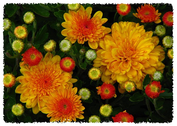 Fall Mums
