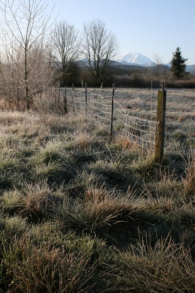 Frosty Morning