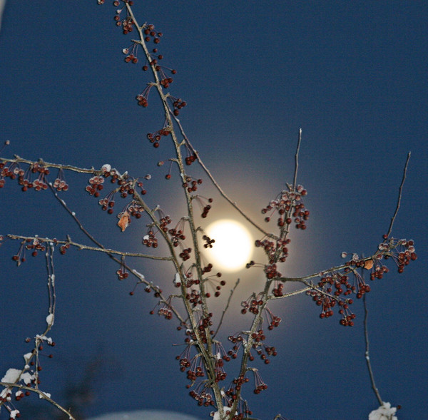 Cherry Moon