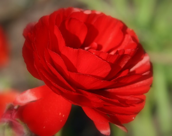 Red Satin