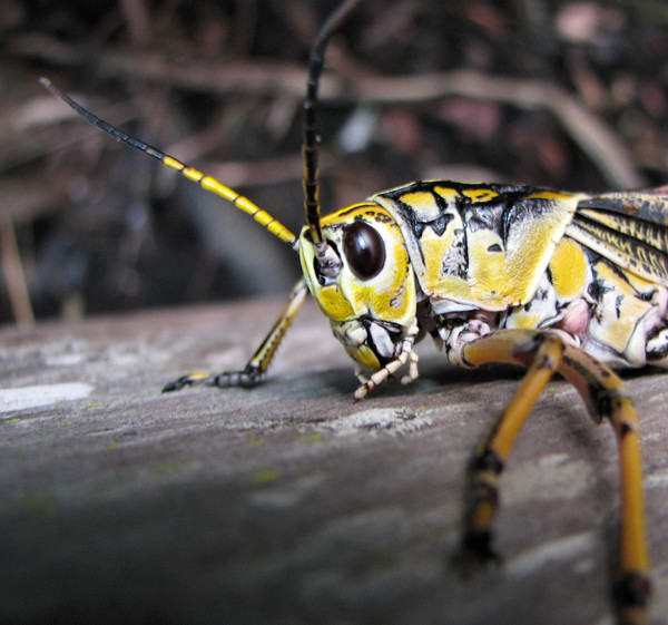 grasshopper