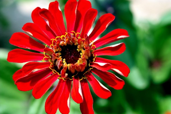 Red beauty