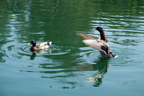 Ducks