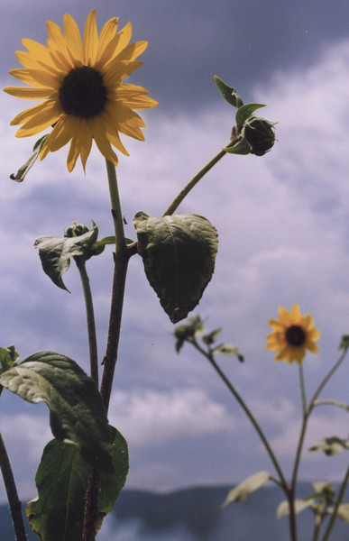No Sun