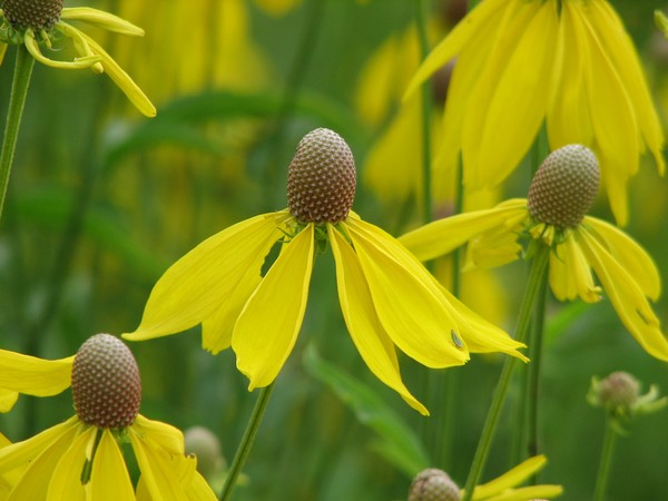 Yellow Flower