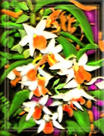 THE ORCHIDS OF PUMPKIN HEARTS AND PEARL LEAVES
