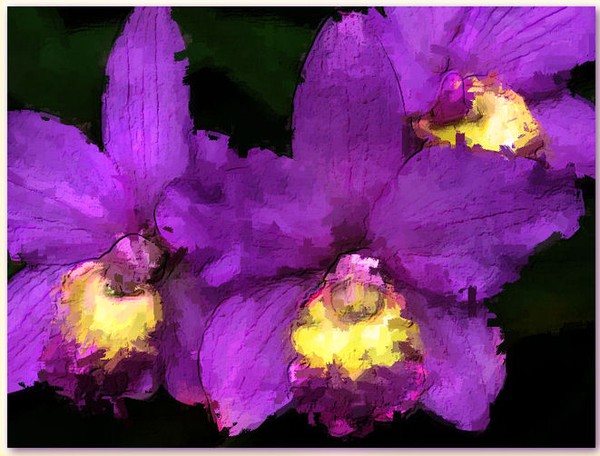PURPLE MAUI VANDAS FROM THE SEVEN SACRED POOLS