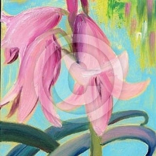 pink flowers