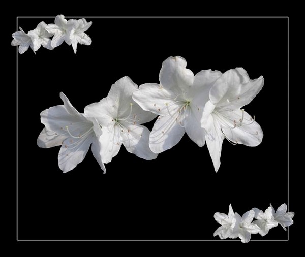 White On Black
