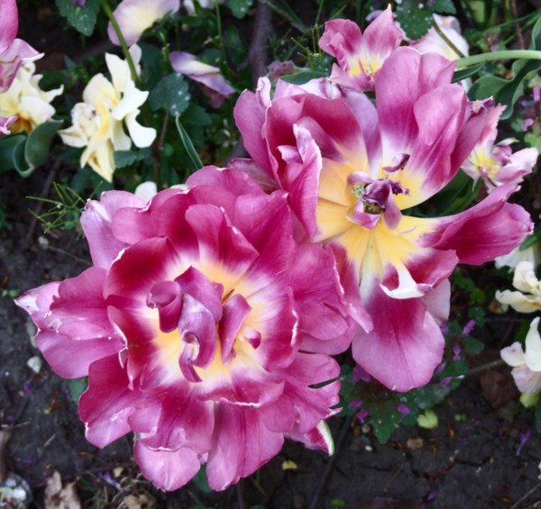 pink tulips
