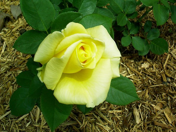 First Yellow Rose