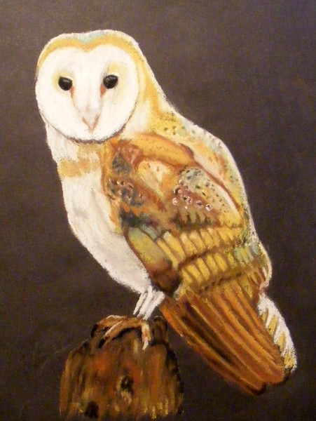 Barn Owl