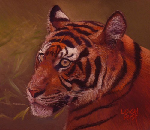 Tiger in repose