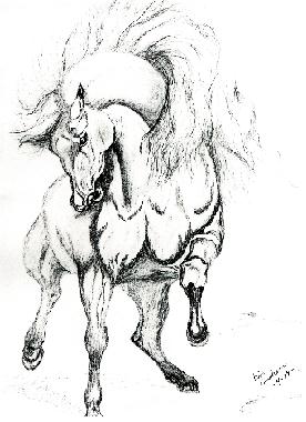 Noble Horse