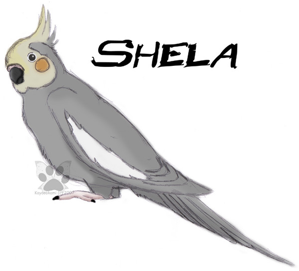 Shela
