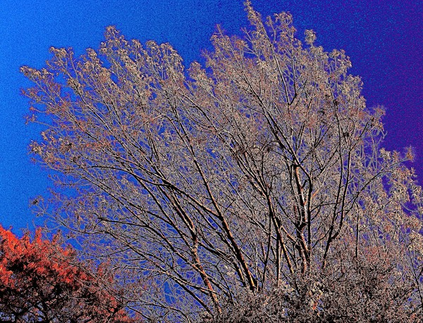 Winter Trees
