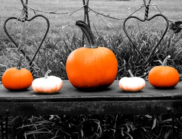 Pumpkins in a Row