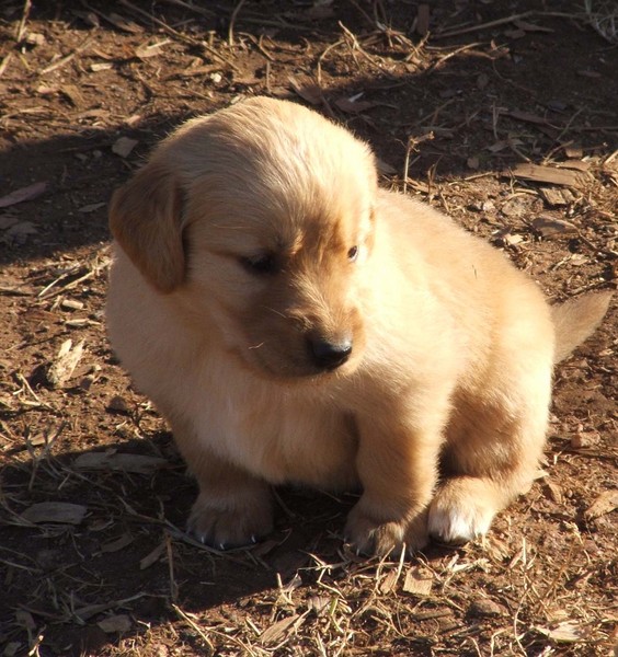 Precious pup