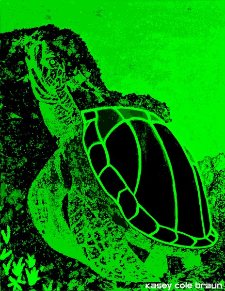 Shellback 05