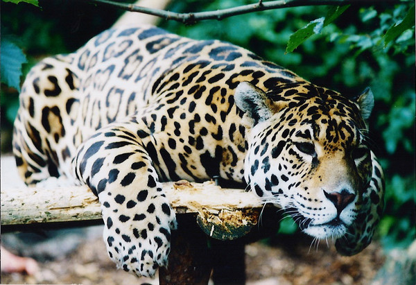 Let sleeping leopards lies