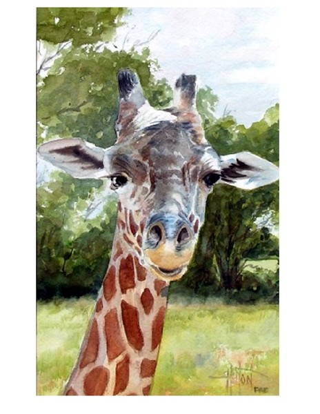 Curious Giraffe
