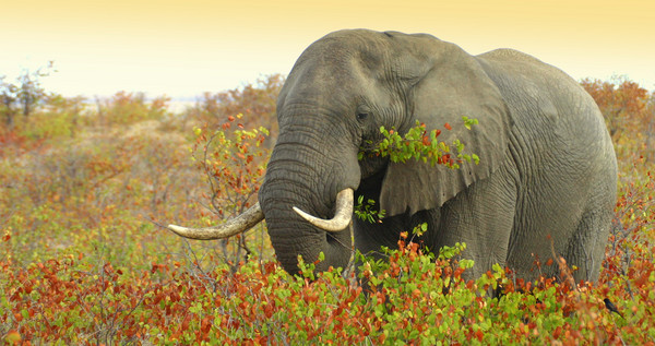 Mopani