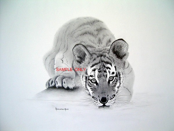 Thirsty Tiger Cub