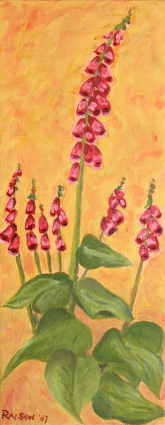 Foxglove in my garden
