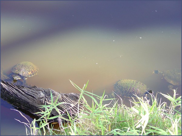 MORE TURTLES