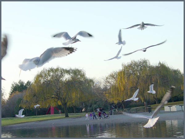California Seagulls-Feeding Frenzy