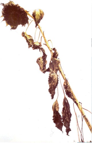 Dead Sunflower Standing