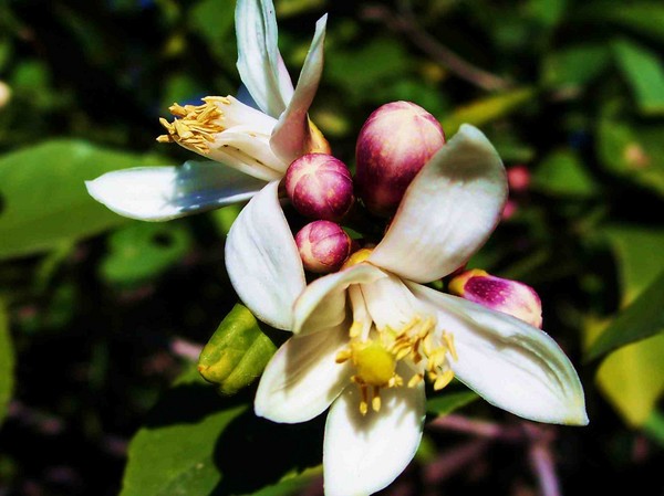 Lemon Blossom (My nephew's first Artistic Photo)