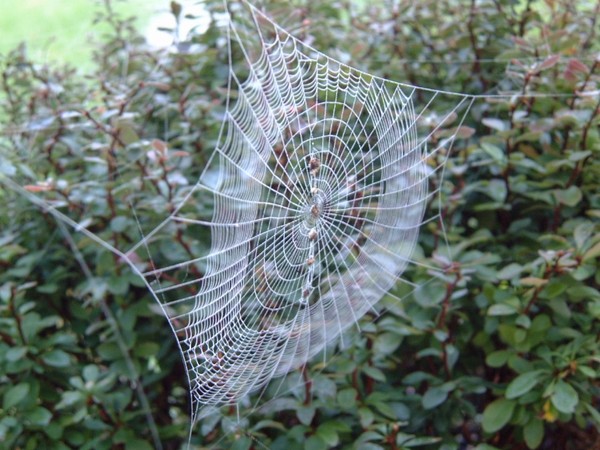 Spider Web