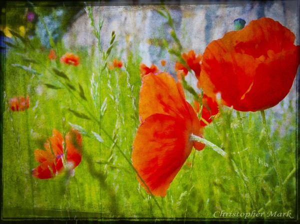 Wild flowers