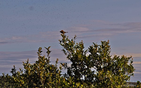 A lucky Redwing !