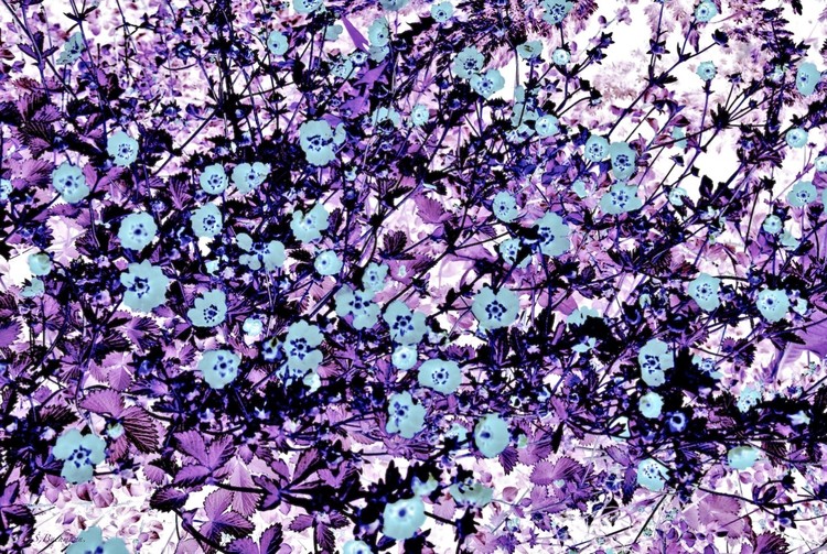Untitled copy