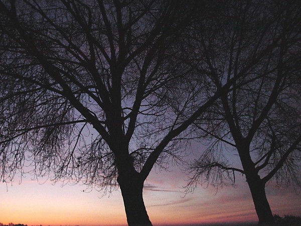 Crown Trees