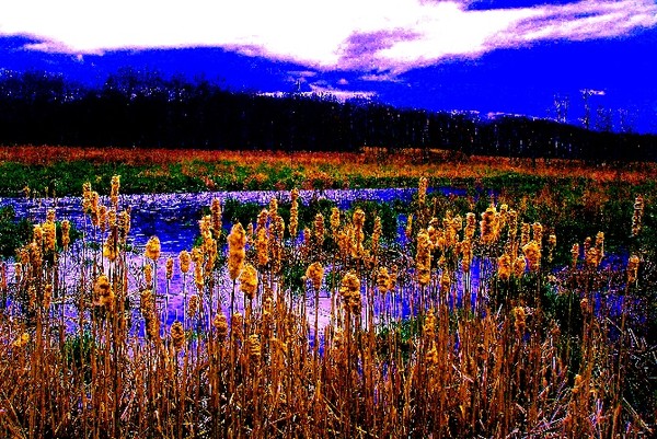 swamp