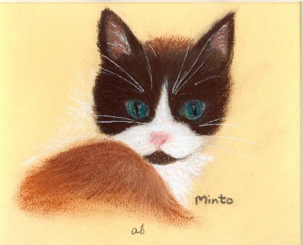 Snowshoe Cat