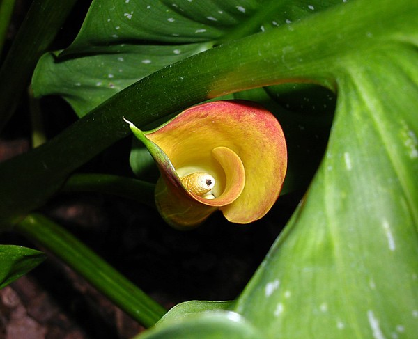 Calla Lily 4