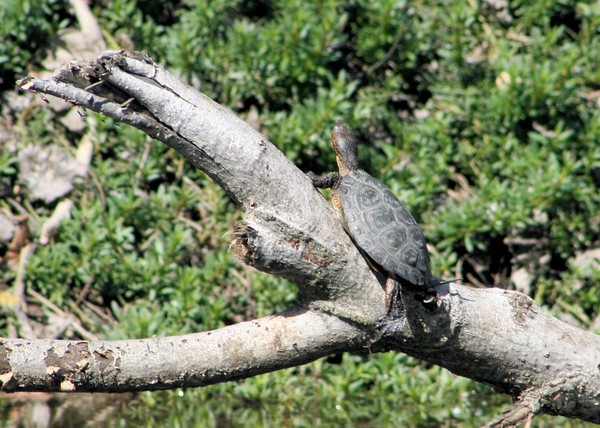 Sunning Turtle