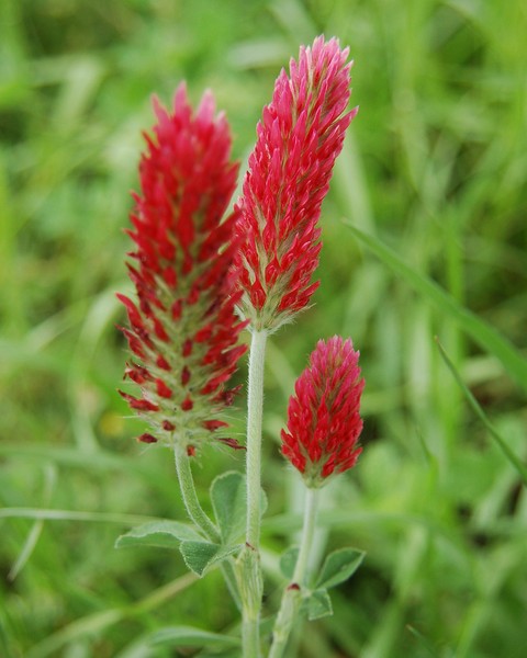 RED CLOVER - 3591