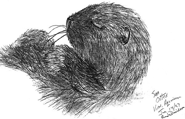 Sea Otter